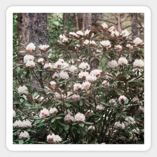 Blush pink rhododendron Sticker